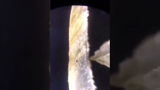 Dərnağ gəmirənlərin baxması tövsiyə olunur смотреть онлайн