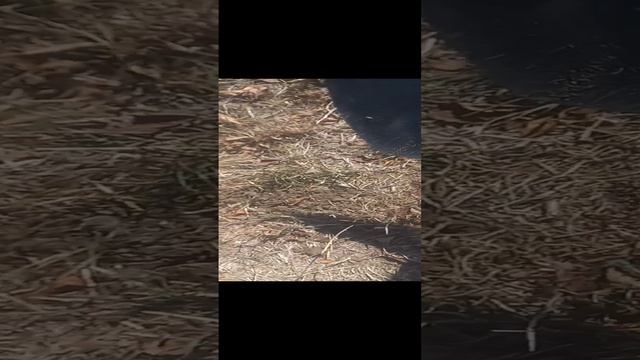 X TERRA 705 копаем летом