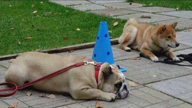 Догтренинг 447. Бульдог, сиба- ину и папильоны- управление на расстоянии. Тест на вожака