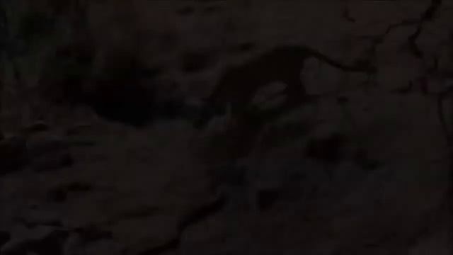Leopard Knock Eagle Out to Save Baby Fails ,Cheetah Lions Jaguar Leopard Powerful Big Cat in Afric смотреть онлайн