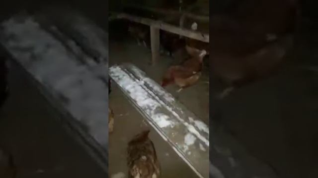 кормушка и дом для курочки своими руками смотреть онлайн