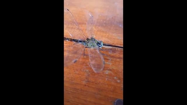 Большая стрекоза! смотреть онлайн