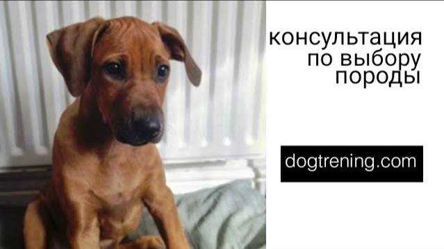 Догтренинг 452. Дистанционная консультация по выбору породы с Марией Смуровой