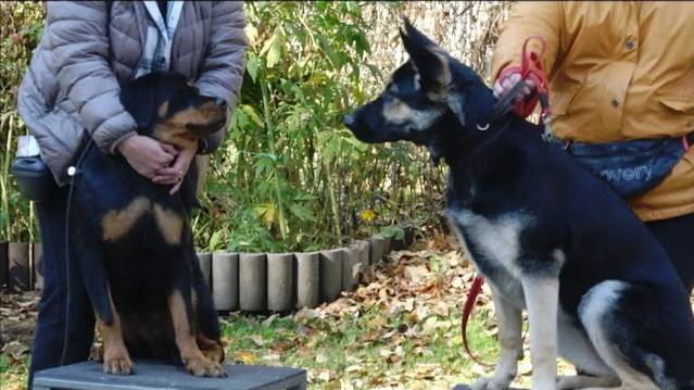 Догтренинг 457. Работают овчарки. Базовые упражнения и система препятствий