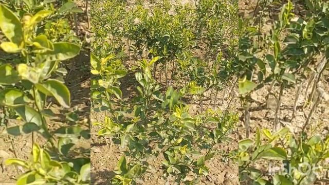 complete variety of citrus(lemons oranges ..)Does a seed become a plant??Grow step by step Guide.. смотреть онлайн