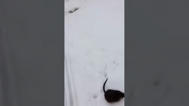Жерлица. Вот это улов! смотреть онлайн