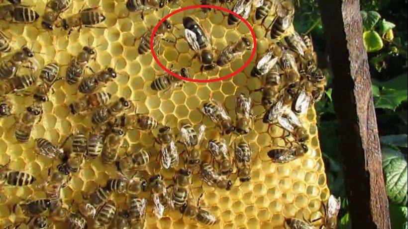 пчеловодство на ячейке 4,9 мм - часть 15, крупная свищевая матка выведенная с ячейки 4,9 мм смотреть онлайн