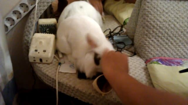 Кролик и очки