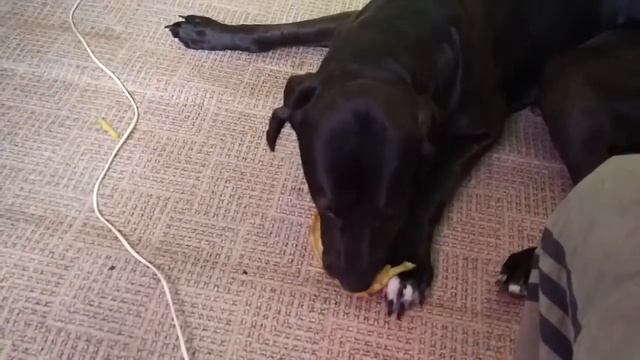 Джек и банан или чем кормить дога смотреть онлайн