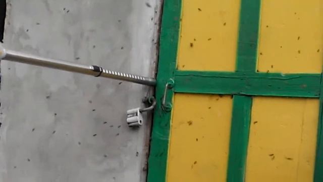 Сборка пчел(1) смотреть онлайн