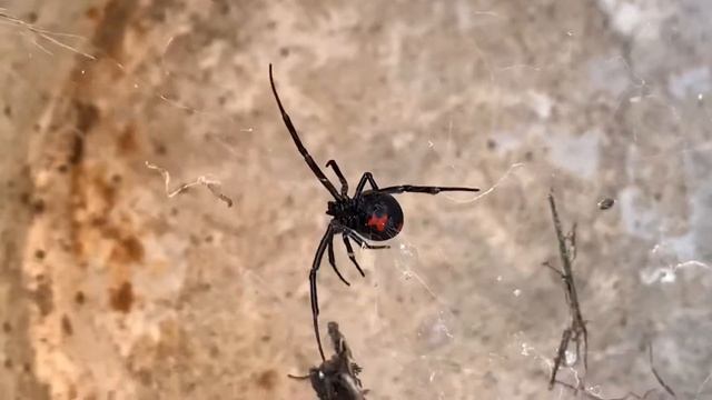 Beautiful black widow walking through her web. смотреть онлайн