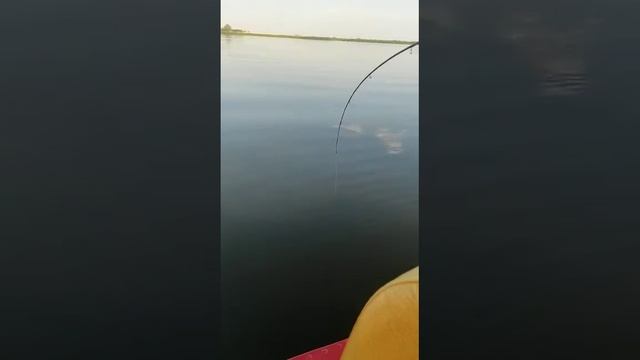 сом! огромный сом! на джиг.50 минут борьбы, итог - разогнутый карабин (.... пусть дальше растёт ;). смотреть онлайн