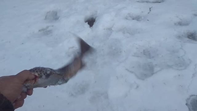 Ловим кумжу смотреть онлайн