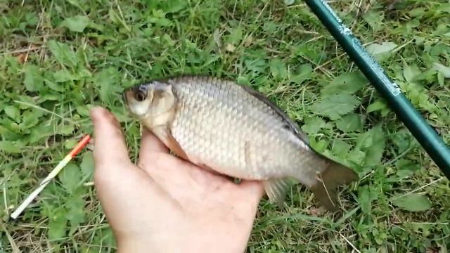 что клюет на сажелке в деревне. ЭТО КАРАСЬ! смотреть онлайн