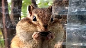 Бурундуки поселились у меня на даче