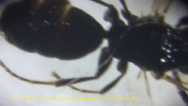 Under Microscope: Parasitoids Bethyloidea, Cynipoidea (Hymenoptera) From Ankara, Turkiye