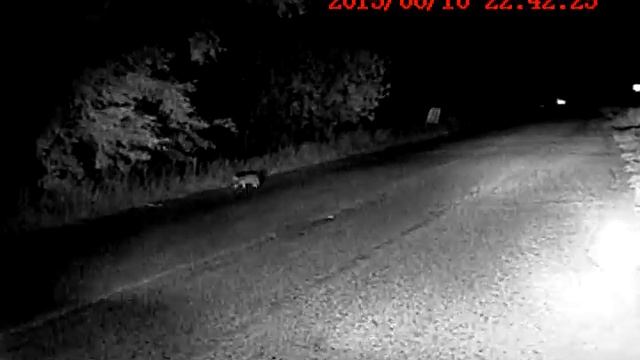 ДОРОЖНЫЙ  КОТ