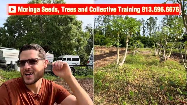 Moringa Agroforestry System | Alley Cropping смотреть онлайн