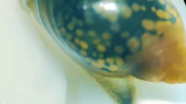 УЛИТКИ ПОД МИКРОСКОПОМ 🐌 смотреть онлайн