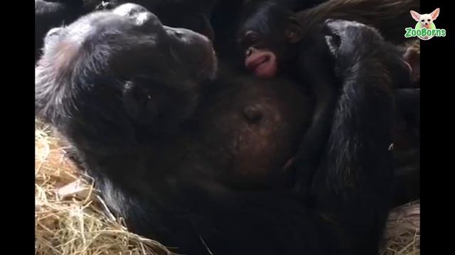 Extremely Rare Baby Chimp смотреть онлайн