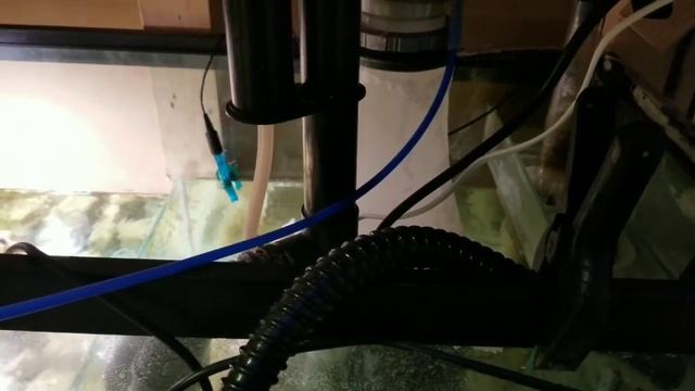 My 220gal Display tank смотреть онлайн