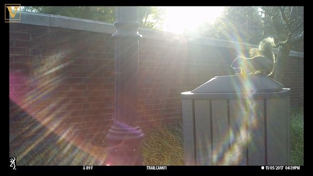 Why a student studies squirrels on campus смотреть онлайн