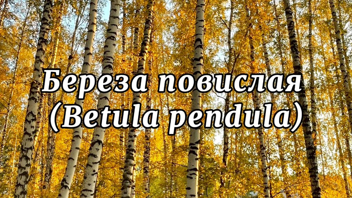 Береза повислая смотреть онлайн