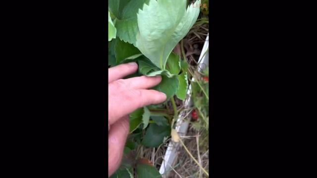 Лайфы 25 мая 2023 смотреть онлайн