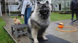 Догтренинг 465. Работают шпицы: кеесхонд, померанцы. Умные пушистики