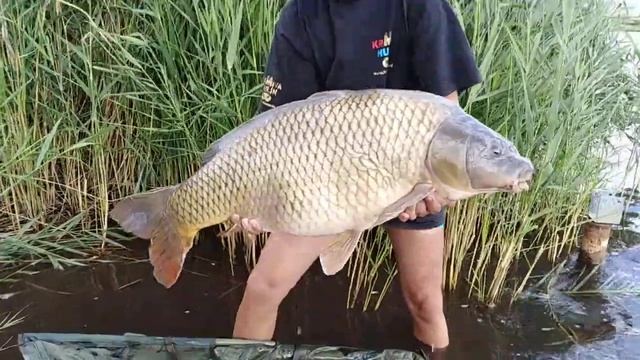 Krmiva Hulín - 17,4kg, black halibut krev peleta, pop up švestka česnek смотреть онлайн
