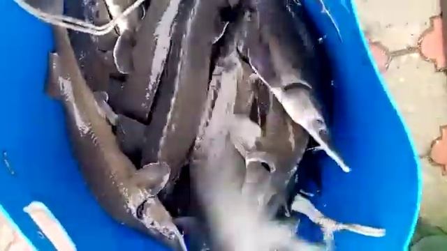 Приход на водоём осетра! смотреть онлайн