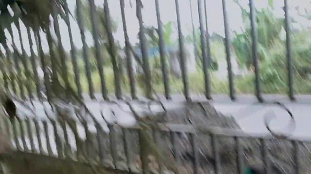 Berbagai macam jenis anggrek yang ada dirumah ini.... смотреть онлайн