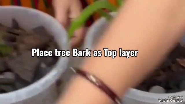 घर में ऑर्किड्स उगाएं Orchids planting at Home (Video Hindi, title English) #orchids #kitchengarden смотреть онлайн