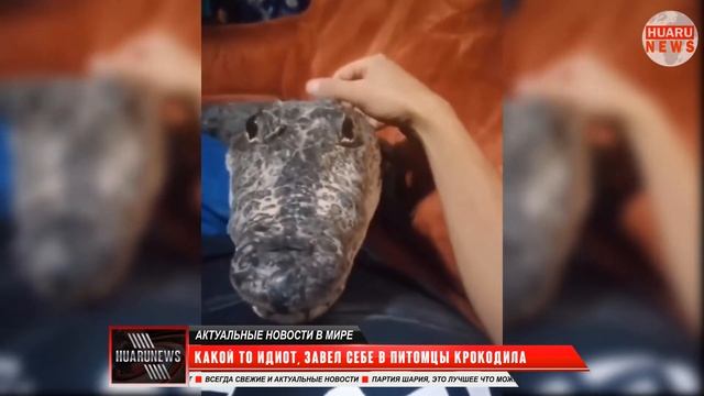 Идиот завел себе питомца крокодила