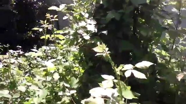 Хьюстон и Спрингтрапыч поход в лес смотреть онлайн