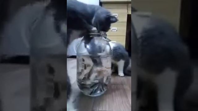 кот рыбачит ) смотреть онлайн