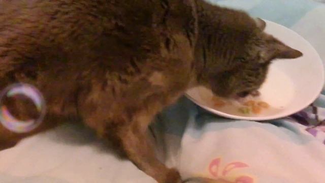Cute cat eats fruit loops смотреть онлайн