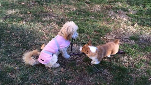 I got a dog walker! 大狗牵小柯基 смотреть онлайн