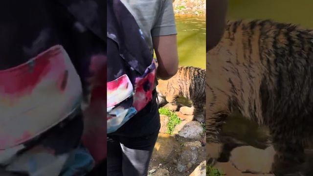 А кто это у нас?Ягуар 🐆 плавает,тигр🐯внимательно изучает и нападает #природа #животные #сафари смотреть онлайн