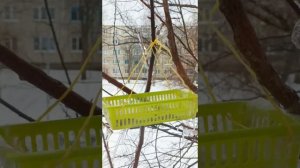 Можно ли спасти кормушку от наглых голубей? Попробуем)