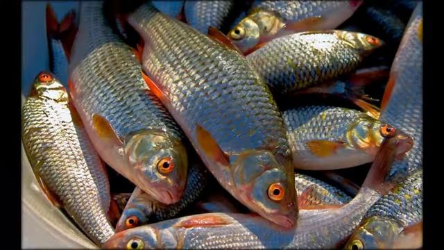 применение активатора клева смотреть онлайн