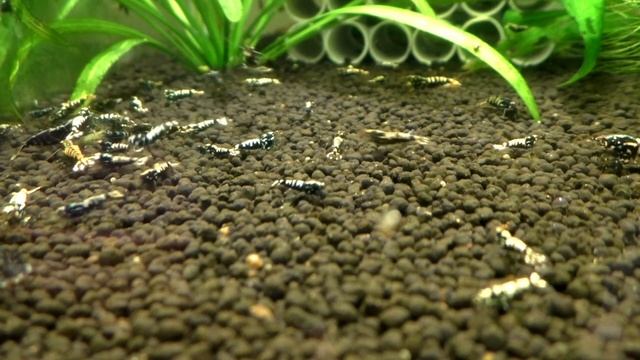 Для новичков Кормление креветок в аквариуме Как часто Чем кормить Сколько кормить смотреть онлайн