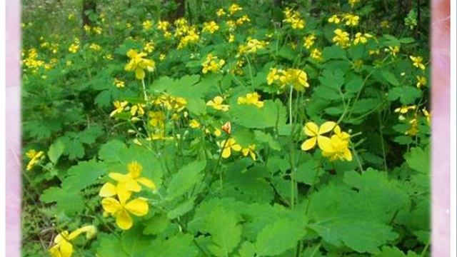 Лекарственные растения смотреть онлайн