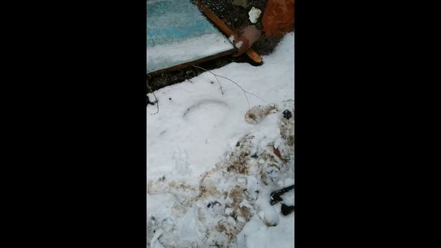 |Приключения Лупы и Пупы|Соня, Вика и Козлы|Часть 1|by: Лупа и Пупа| смотреть онлайн