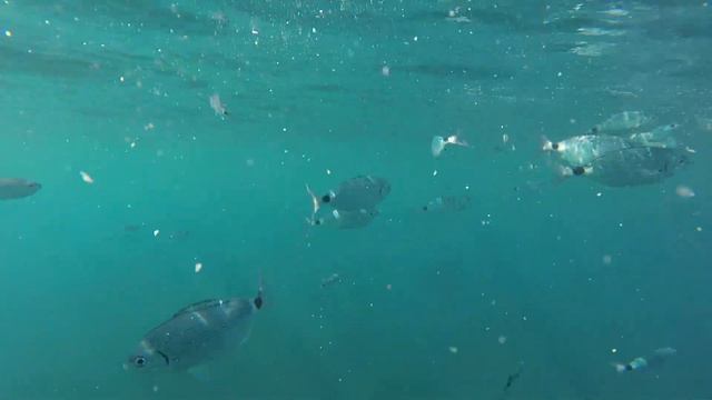 Яхтенная рыбалка смотреть онлайн