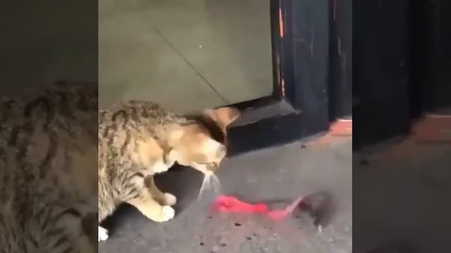 Умная крыса смотреть онлайн