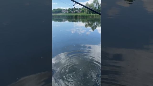 ЛОВЛЯ КРУПНОГО КАРАСЯ і трофейного линя смотреть онлайн