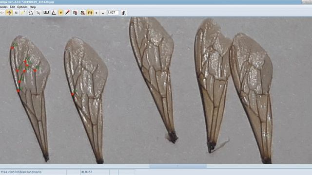 смирнову. Д морфометрия от среднерусской смотреть онлайн