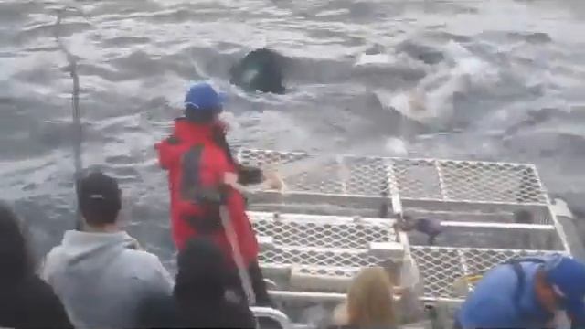 Sharks Port Lincoln смотреть онлайн