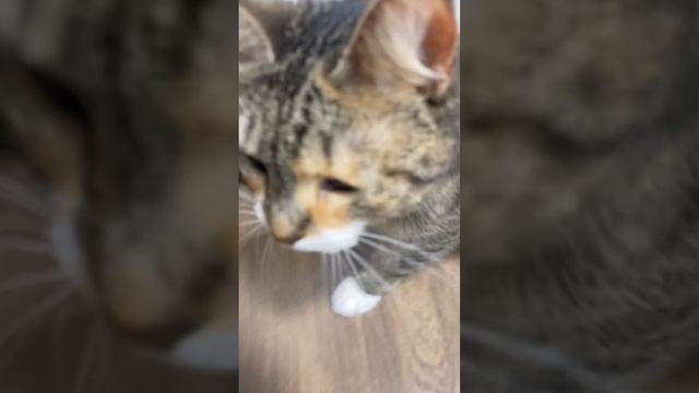 #кошкиндомчасть3